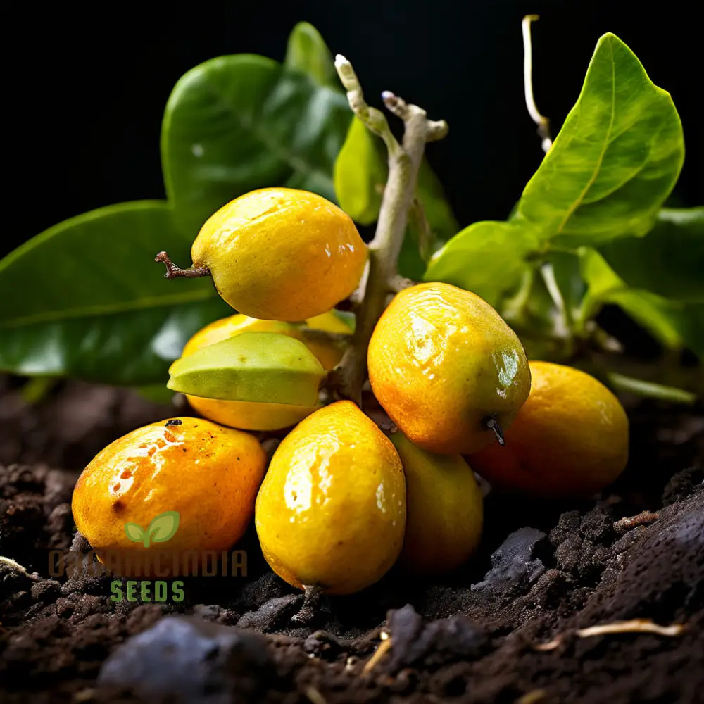 Abiu Fruit Seeds for Planting, Cultivate Your Tropical Garden with Exotic Fruit Seeds - Image 3