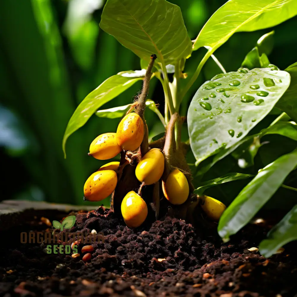 Abiu Fruit Seeds for Planting, Cultivate Your Tropical Garden with Exotic Fruit Seeds - Image 4
