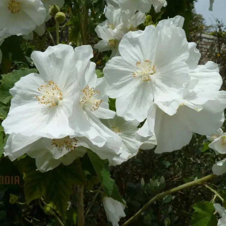Abutilon Vitifolium Album Seeds, Elevate Your Garden with Elegant White Blossoms