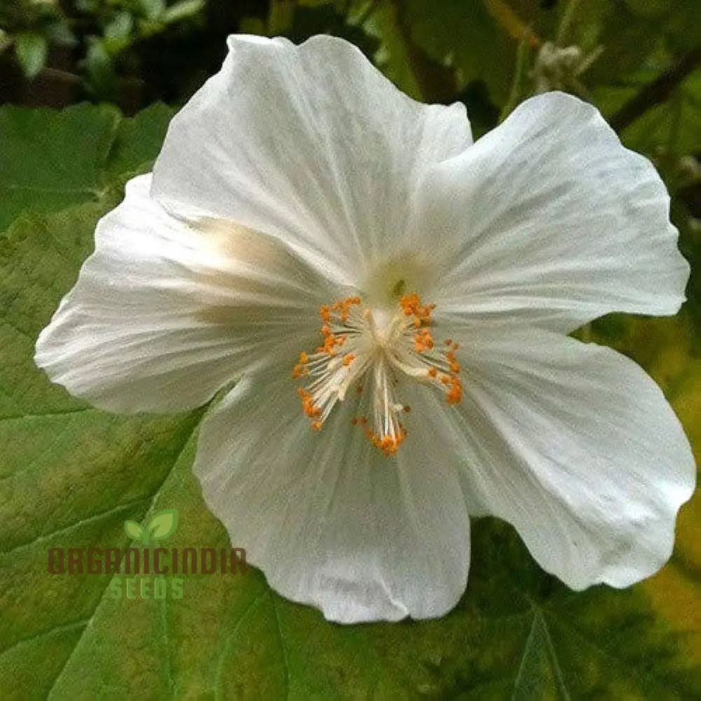 Abutilon Vitifolium Album Seeds, Elevate Your Garden with Elegant White Blossoms - Image 3