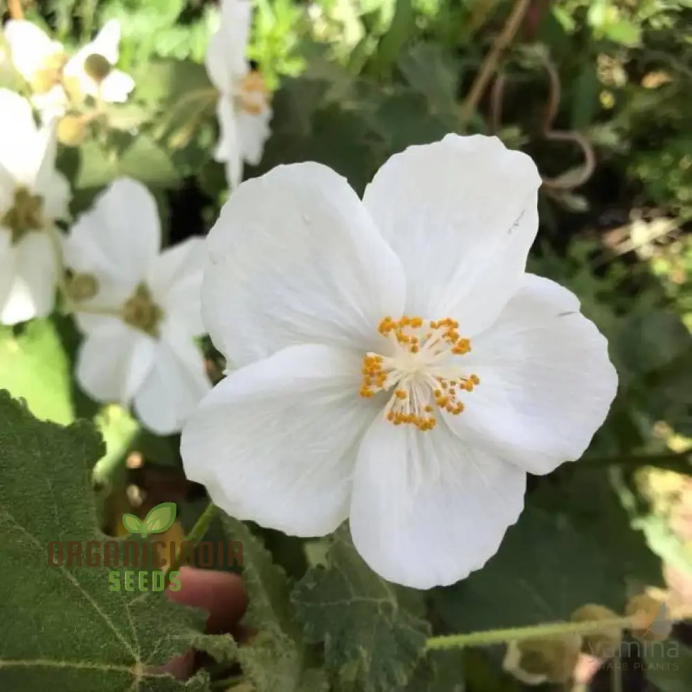 Abutilon Vitifolium Album Seeds, Elevate Your Garden with Elegant White Blossoms - Image 4