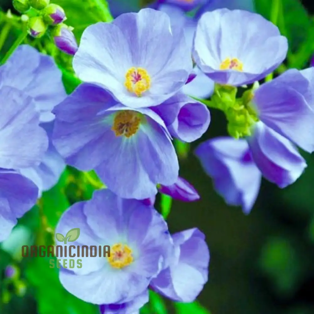 Abutilon x suntense, Add a Touch of Blue Beauty to Your Garden