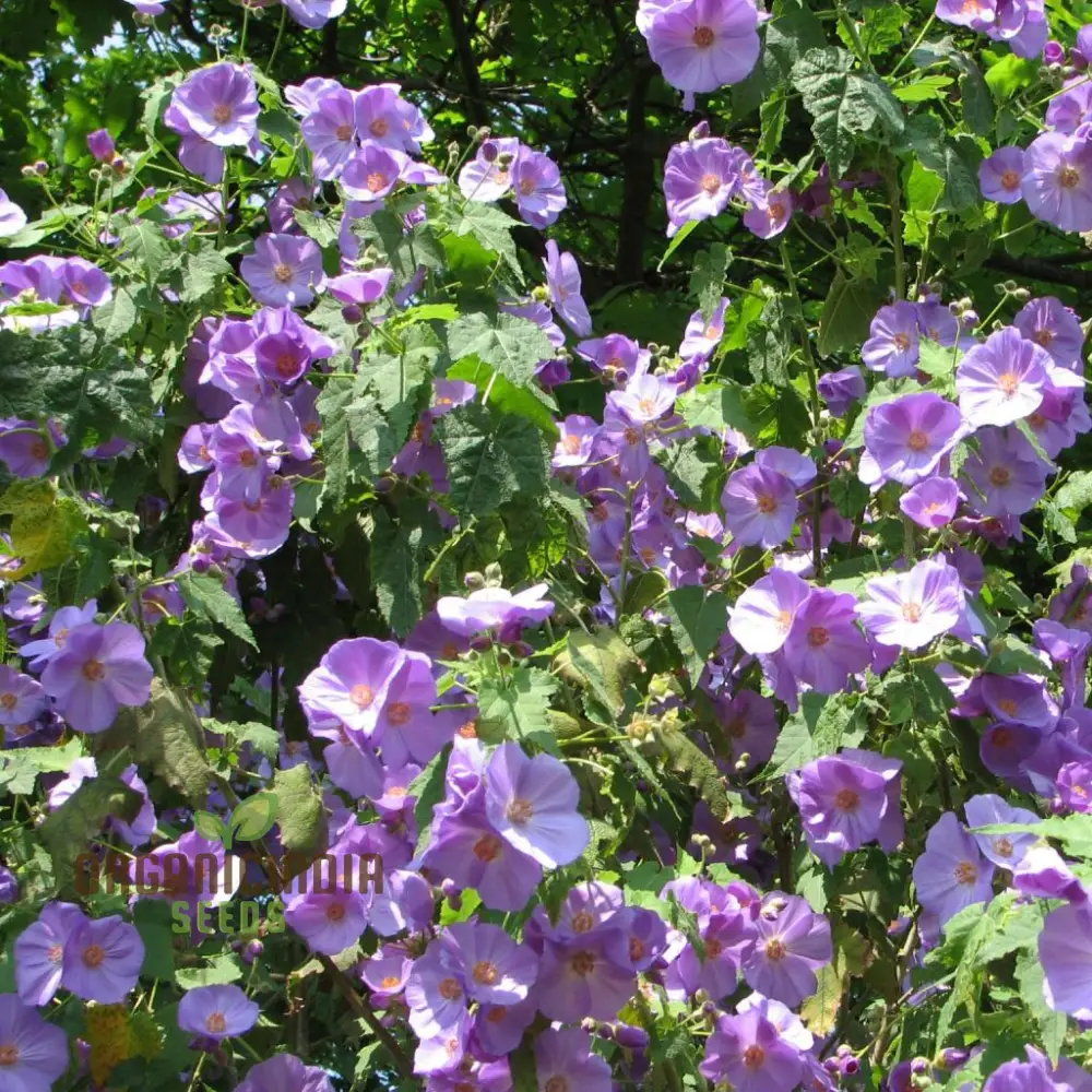 Abutilon x suntense, Add a Touch of Blue Beauty to Your Garden - Image 3