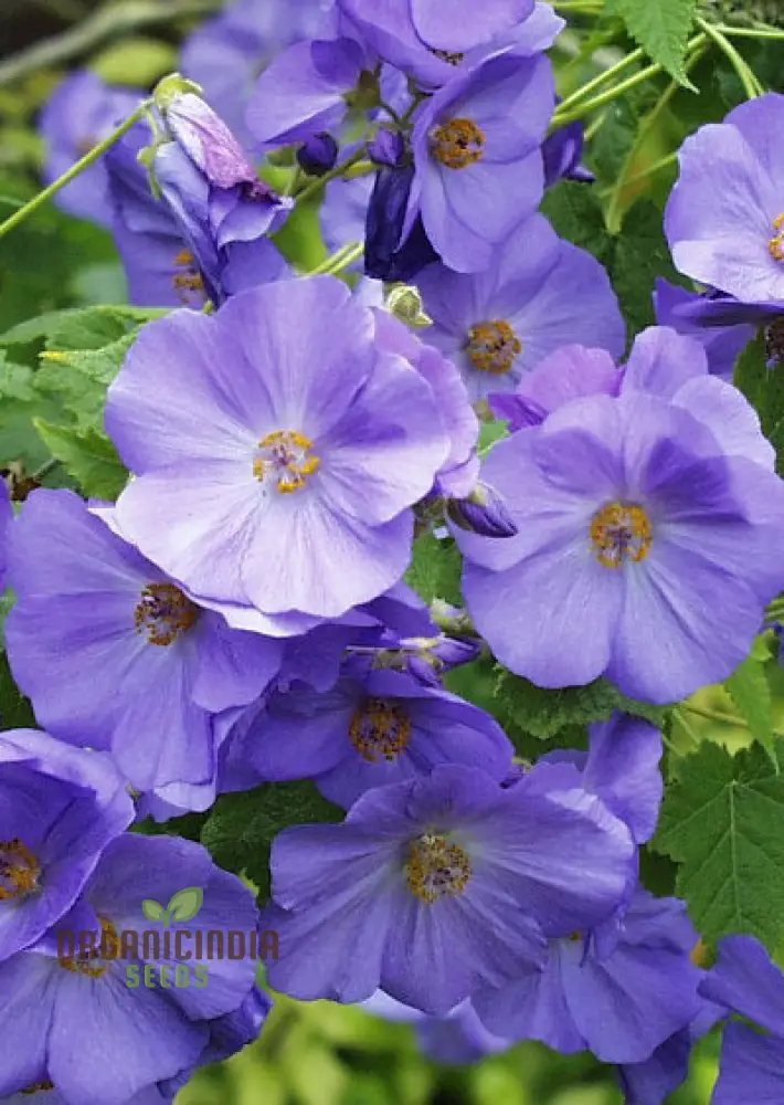 Abutilon x suntense, Add a Touch of Blue Beauty to Your Garden - Image 4