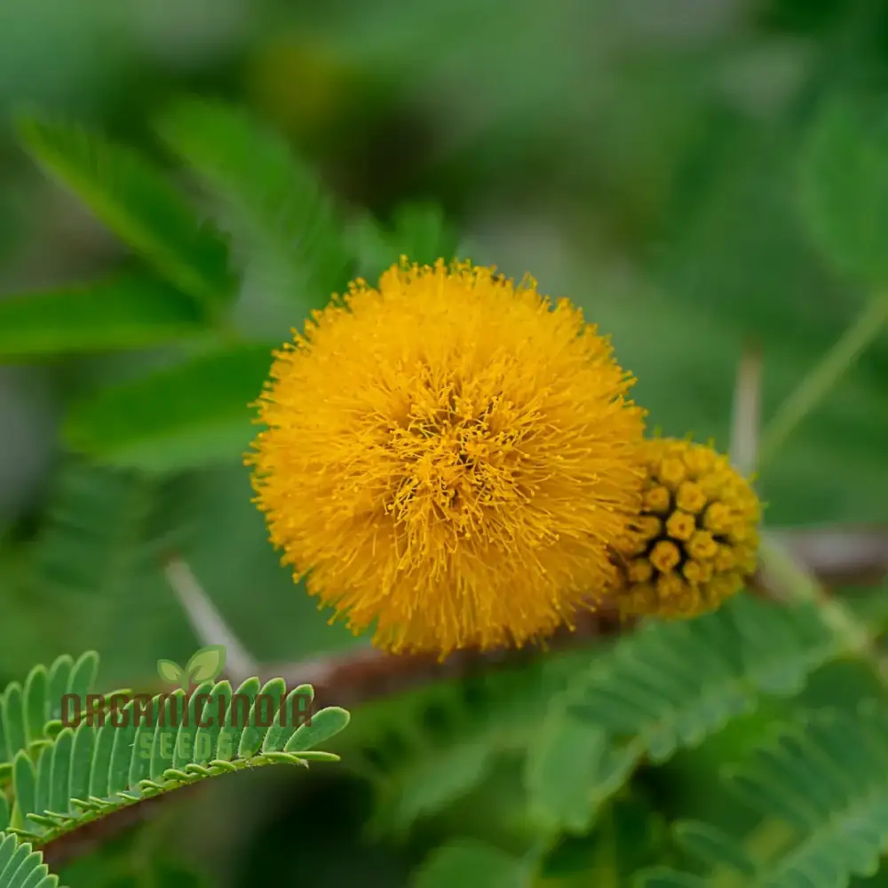 Acacia Farnesiana - Sweet Acacia Seeds for Planting, Fragrant Yellow Flowers