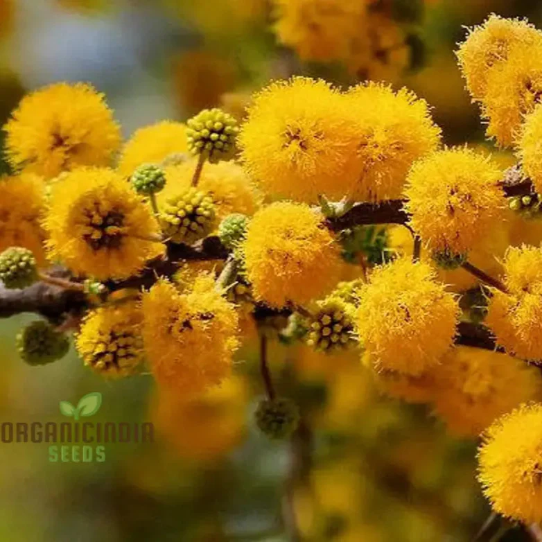 Acacia Farnesiana - Sweet Acacia Seeds for Planting, Fragrant Yellow Flowers - Image 2
