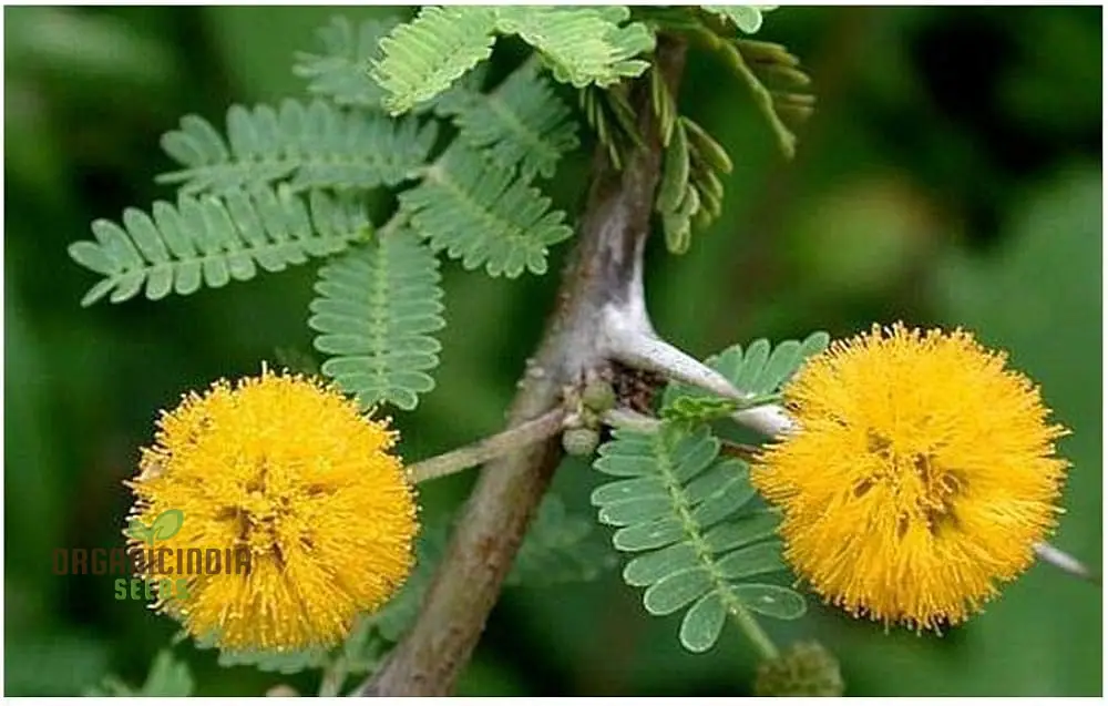 Acacia Farnesiana - Sweet Acacia Seeds for Planting, Fragrant Yellow Flowers - Image 3
