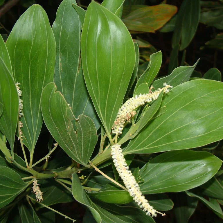 Acacia Mangium Seeds – Fast-Growing Timber Tree Variety for Sustainable Cultivation