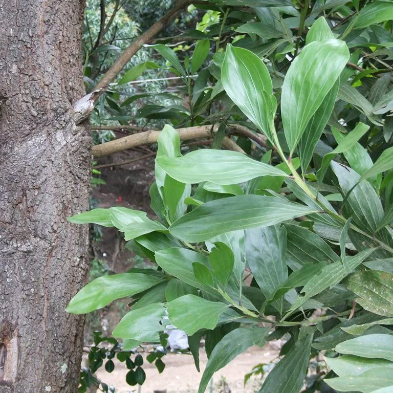Acacia Mangium Seeds – Fast-Growing Timber Tree Variety for Sustainable Cultivation - Image 3