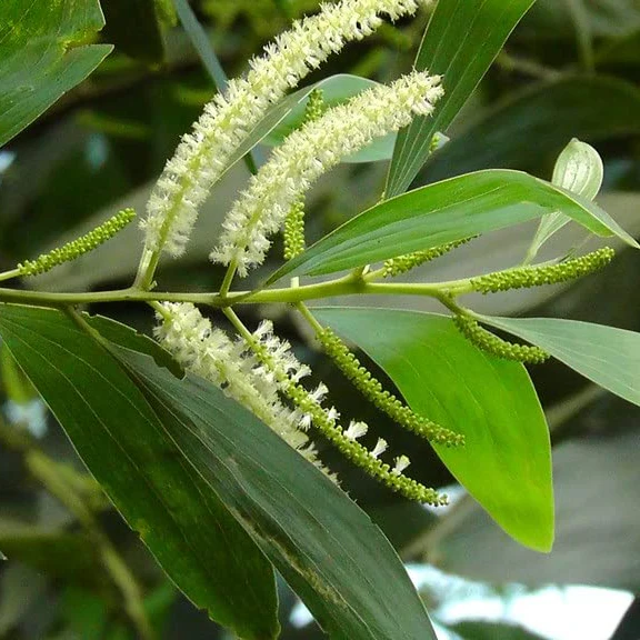Acacia Mangium Seeds – Fast-Growing Timber Tree Variety for Sustainable Cultivation - Image 4