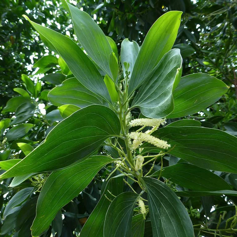 Acacia Mangium Seeds – Fast-Growing Timber Tree Variety for Sustainable Cultivation - Image 5
