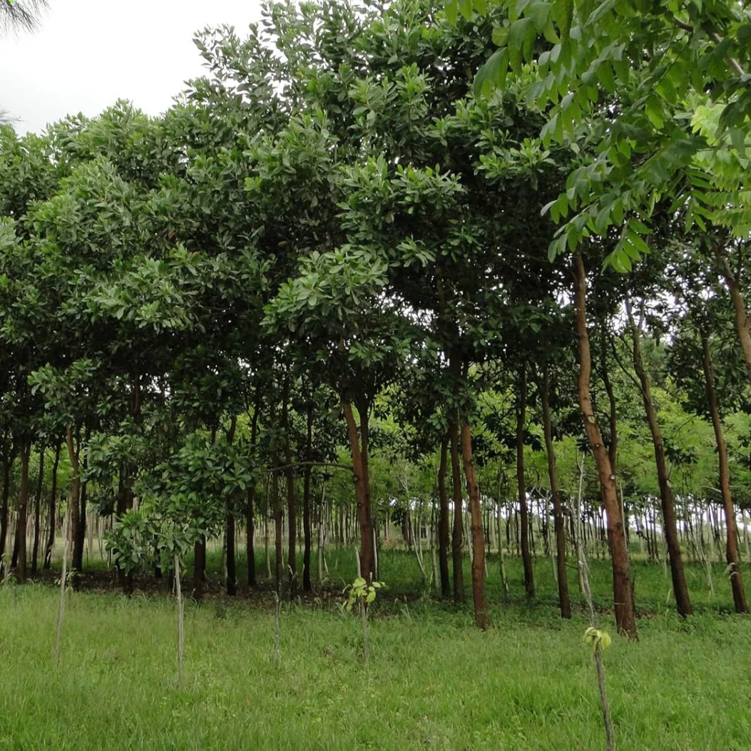 Acacia Mangium Seeds – Fast-Growing Timber Tree Variety for Sustainable Cultivation - Image 6