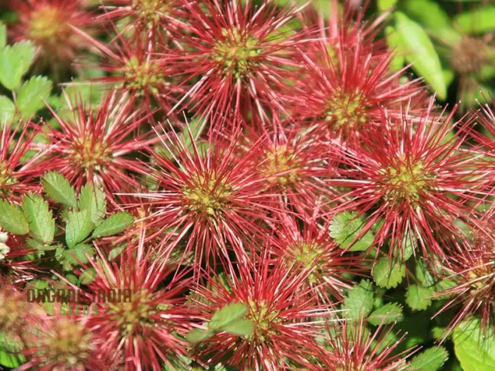 Acaena Caesiiglauca Seeds – Delicate Ground Cover for Garden Landscaping