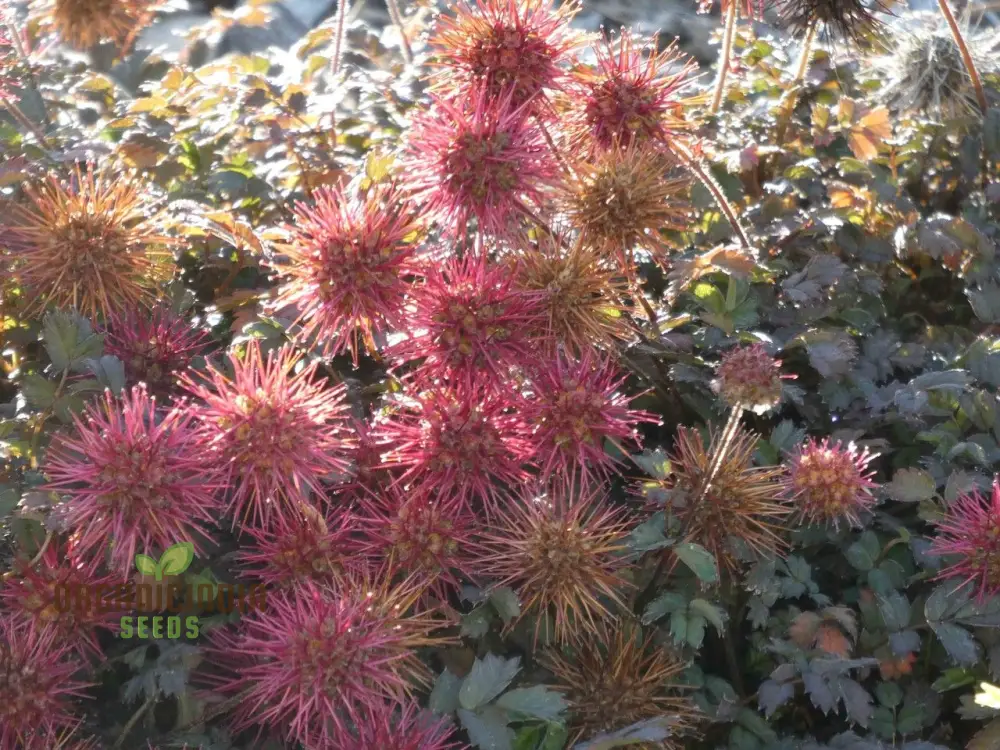 Acaena Caesiiglauca Seeds – Delicate Ground Cover for Garden Landscaping - Image 3
