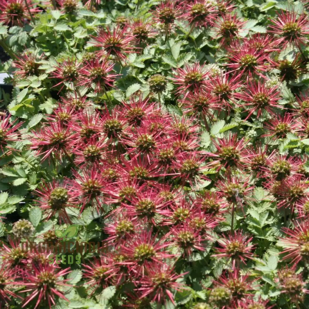 Acaena Caesiiglauca Seeds – Delicate Ground Cover for Garden Landscaping - Image 4