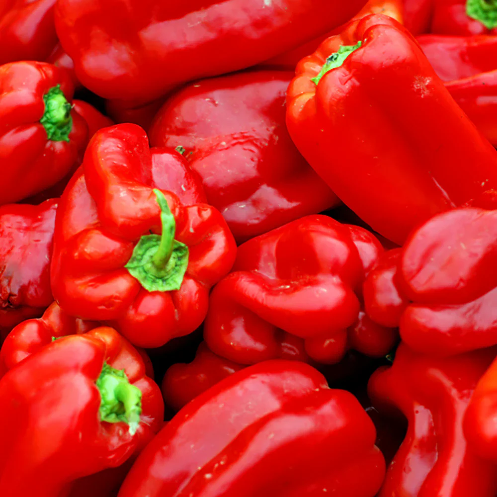 Ace Red Bell Pepper Seeds – High-Yield, Sweet & Early Maturing - Image 2