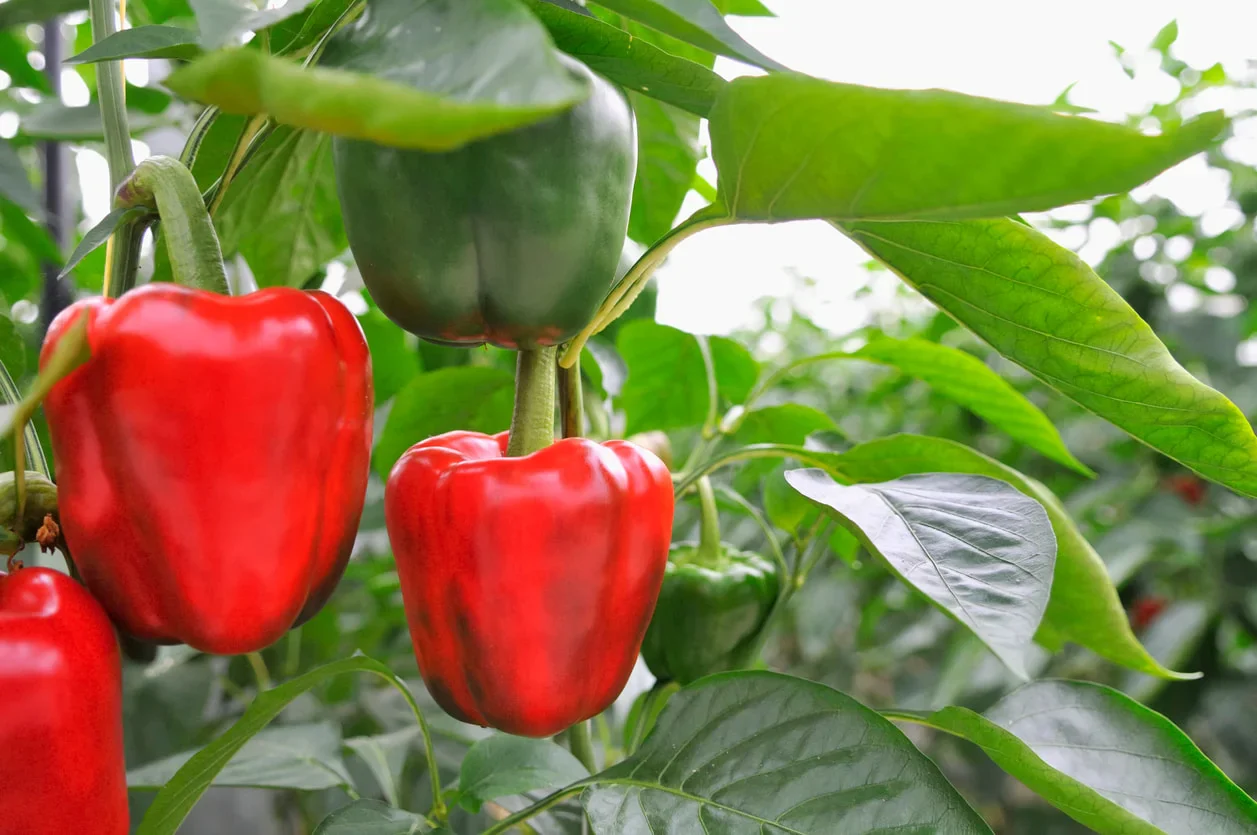 Ace Red Bell Pepper Seeds – High-Yield, Sweet & Early Maturing - Image 3