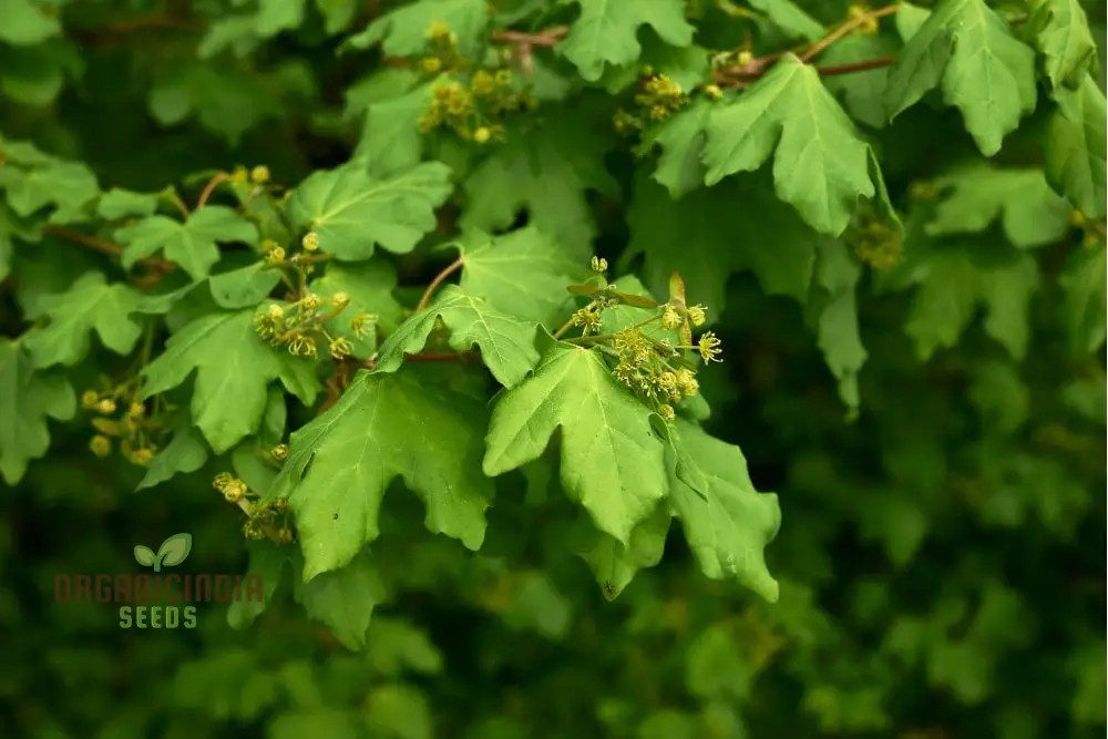 Acer Campestre Seeds, Field Maple, Elegant and Hardy Tree for Your Landscape
