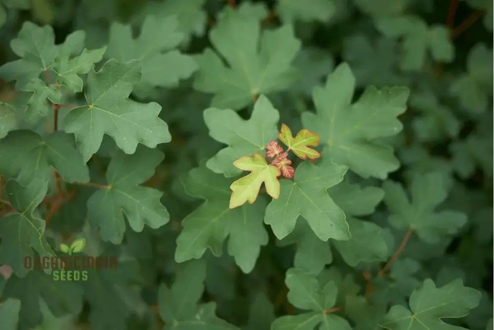 Acer Campestre Seeds, Field Maple, Elegant and Hardy Tree for Your Landscape - Image 2