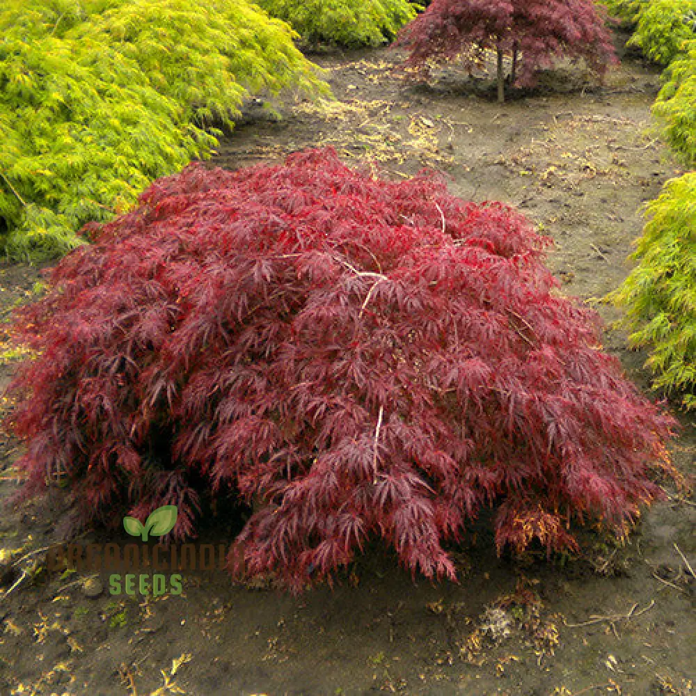 Acer Palmatum Dissectum Pendula Nana Seeds - Dwarf Japanese Maple with Graceful Weeping Foliage - Image 3