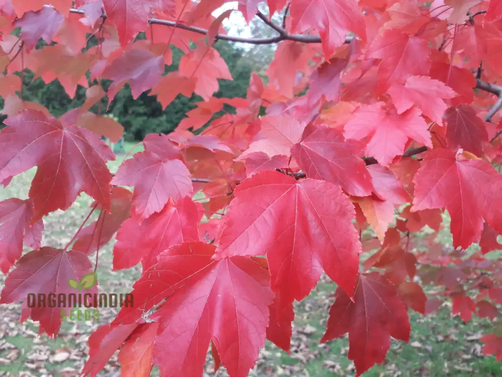 Acer Rubrum Seeds - Vibrant Red Maple for Stunning Fall Color in Your Garden