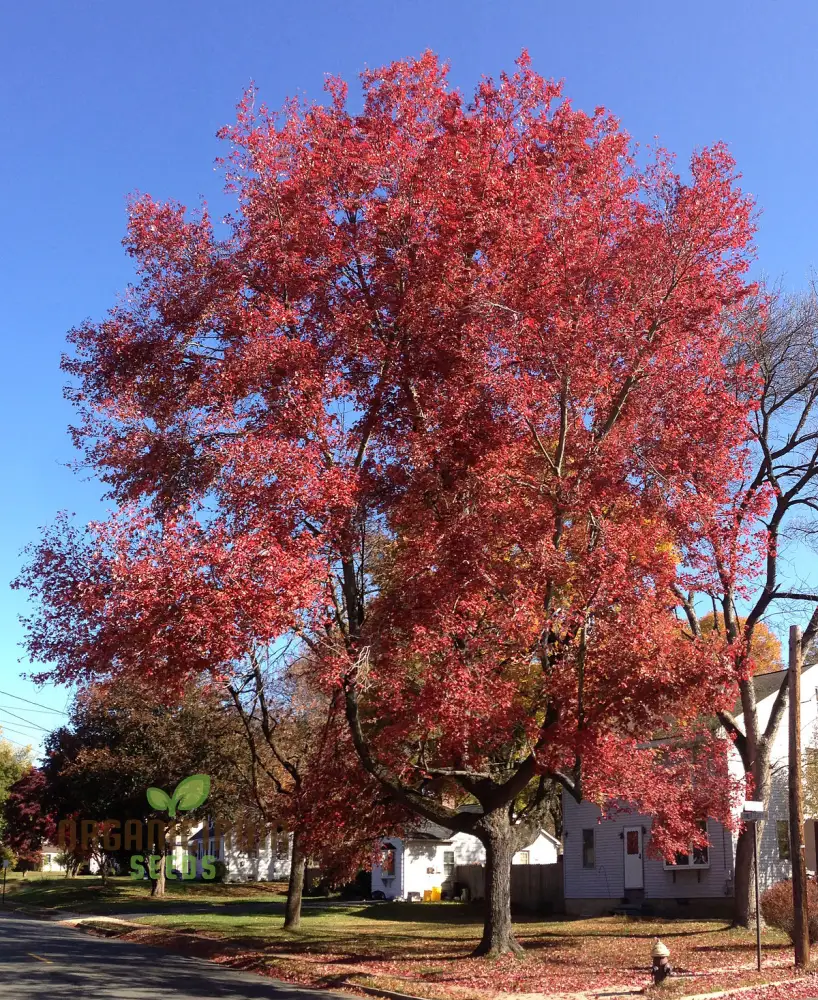 Acer Rubrum Seeds - Vibrant Red Maple for Stunning Fall Color in Your Garden - Image 2