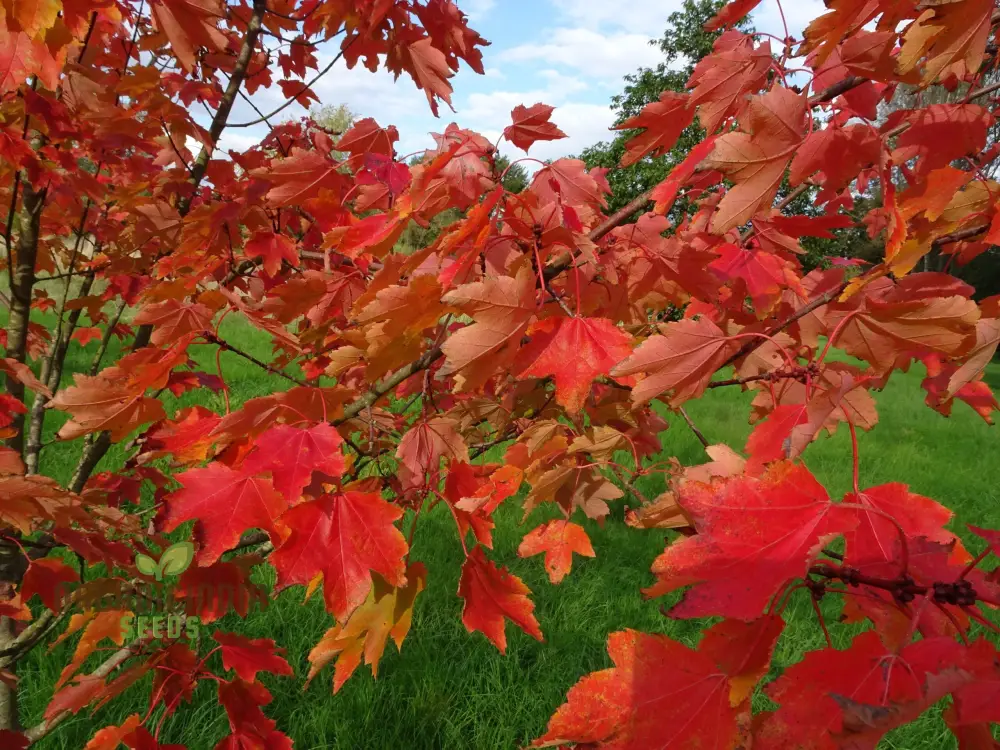 Acer Rubrum Seeds - Vibrant Red Maple for Stunning Fall Color in Your Garden - Image 3