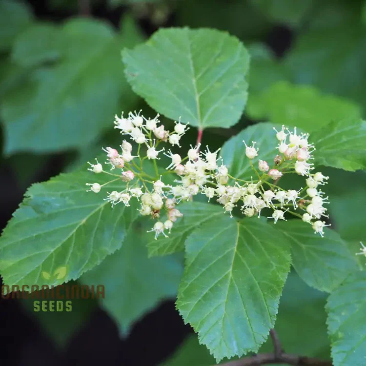 Acer Tataricum Seeds - Add Elegance to Your Landscape with Tartarian Maple - Image 2