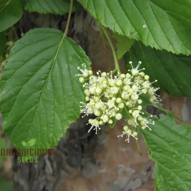 Acer Tataricum Seeds - Add Elegance to Your Landscape with Tartarian Maple - Image 3