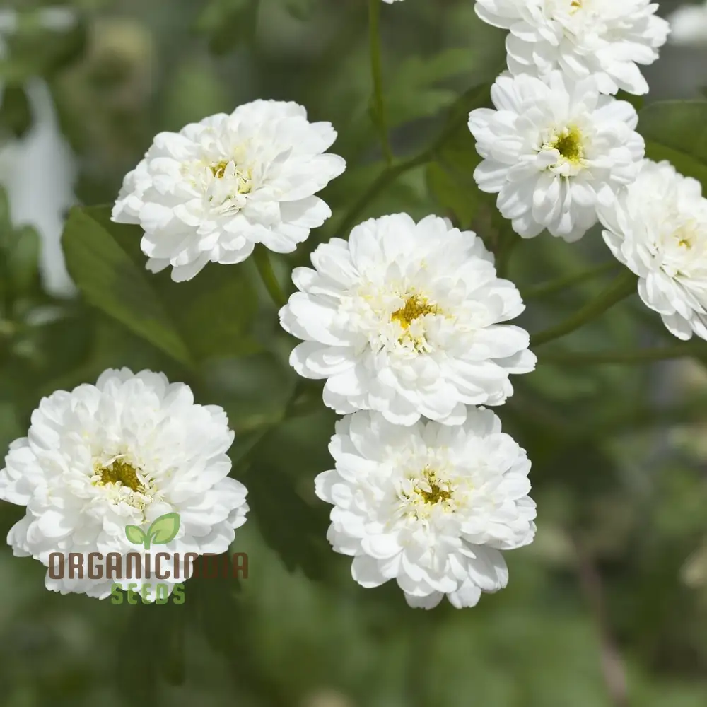 Achillea Ballerina Seeds - Grow Elegant and Graceful Ballerina Yarrow Flowers in Your Garden