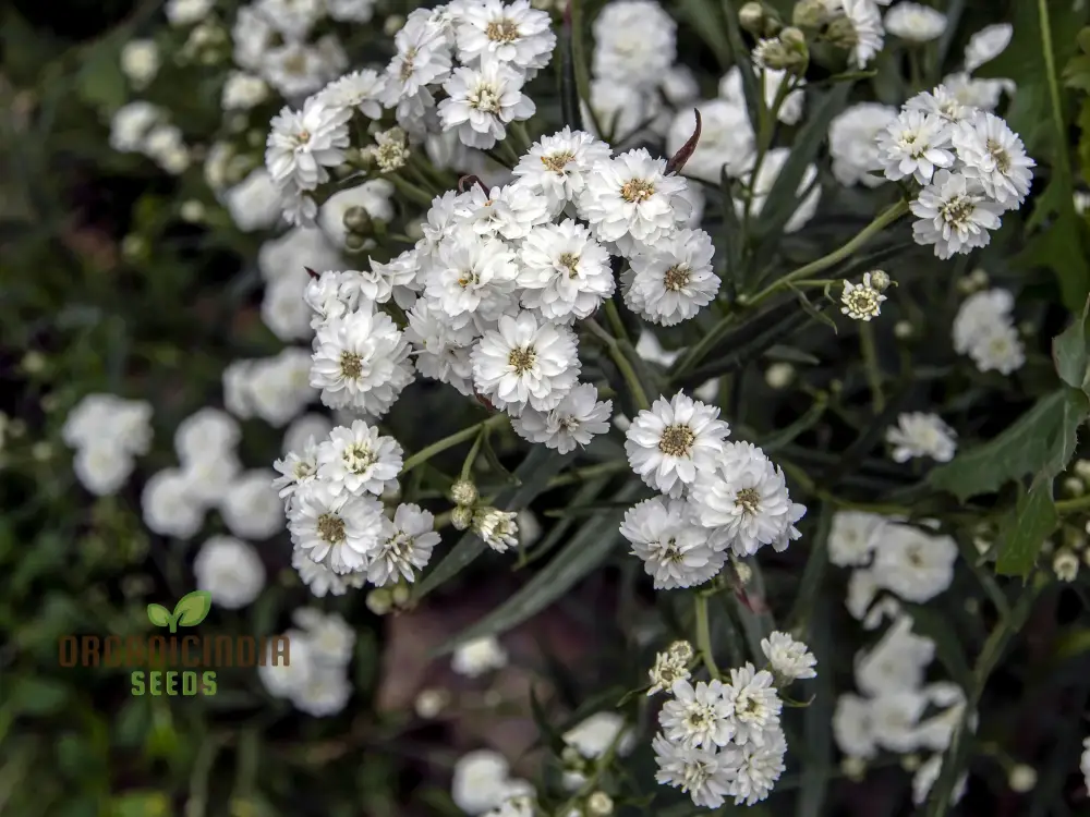 Achillea Ballerina Seeds - Grow Elegant and Graceful Ballerina Yarrow Flowers in Your Garden - Image 3