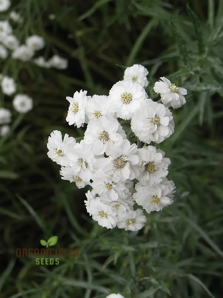 Achillea Ballerina Seeds - Grow Elegant and Graceful Ballerina Yarrow Flowers in Your Garden - Image 4