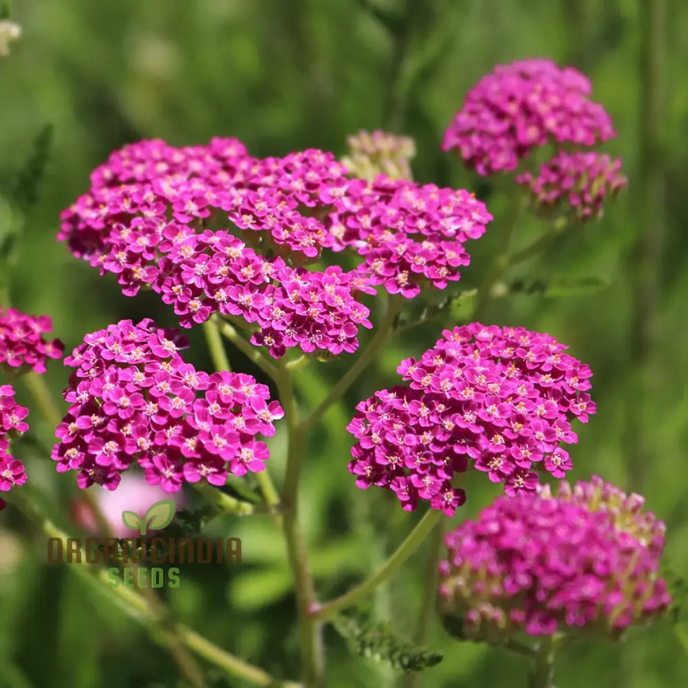 Achillea Cerise Queen Seeds - Grow Beautiful and Vibrant Cerise Queen Yarrow Flowers in Your Garden - Image 3