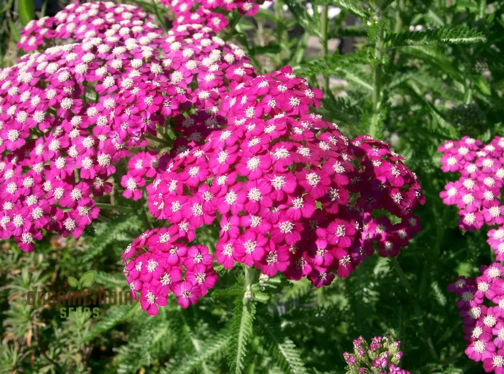 Achillea Cerise Queen Seeds - Grow Beautiful and Vibrant Cerise Queen Yarrow Flowers in Your Garden - Image 4
