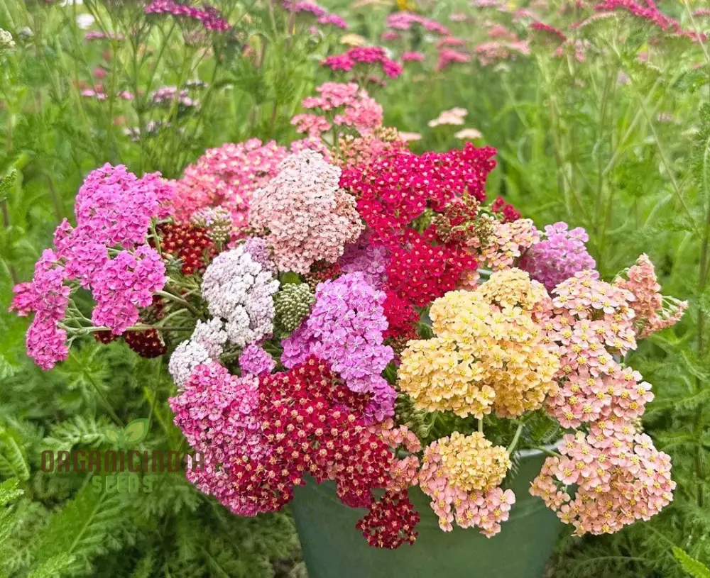 Achillea Flowerburst Fruit Bowl Mixed Seeds - Grow a Colorful and Vibrant Mix of Achillea Flowers in Your Garden - Image 3