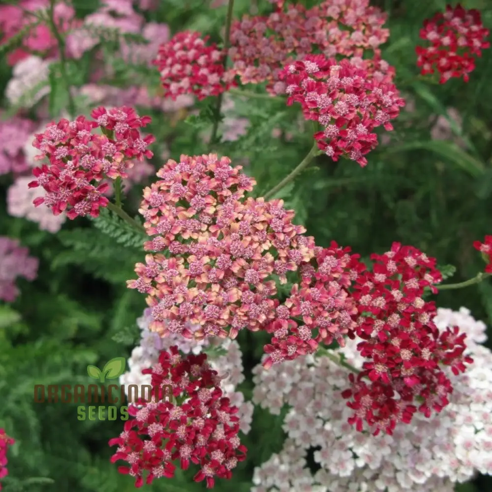 Achillea Flowerburst Fruit Bowl Mixed Seeds - Grow a Colorful and Vibrant Mix of Achillea Flowers in Your Garden - Image 4