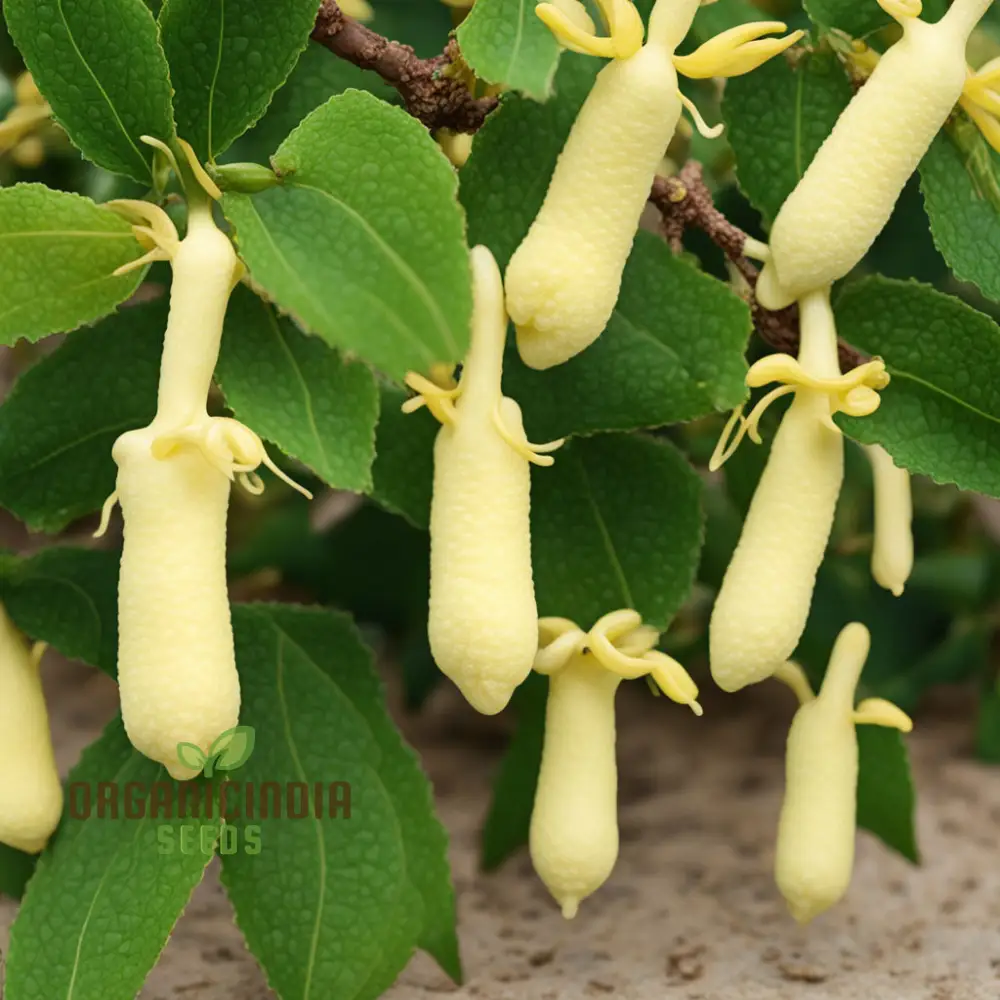 Murraya Paniculata Orange Jasmine Flower Seeds for Planting, Cream Colored Flowers Daily Flowering Garden - Image 3