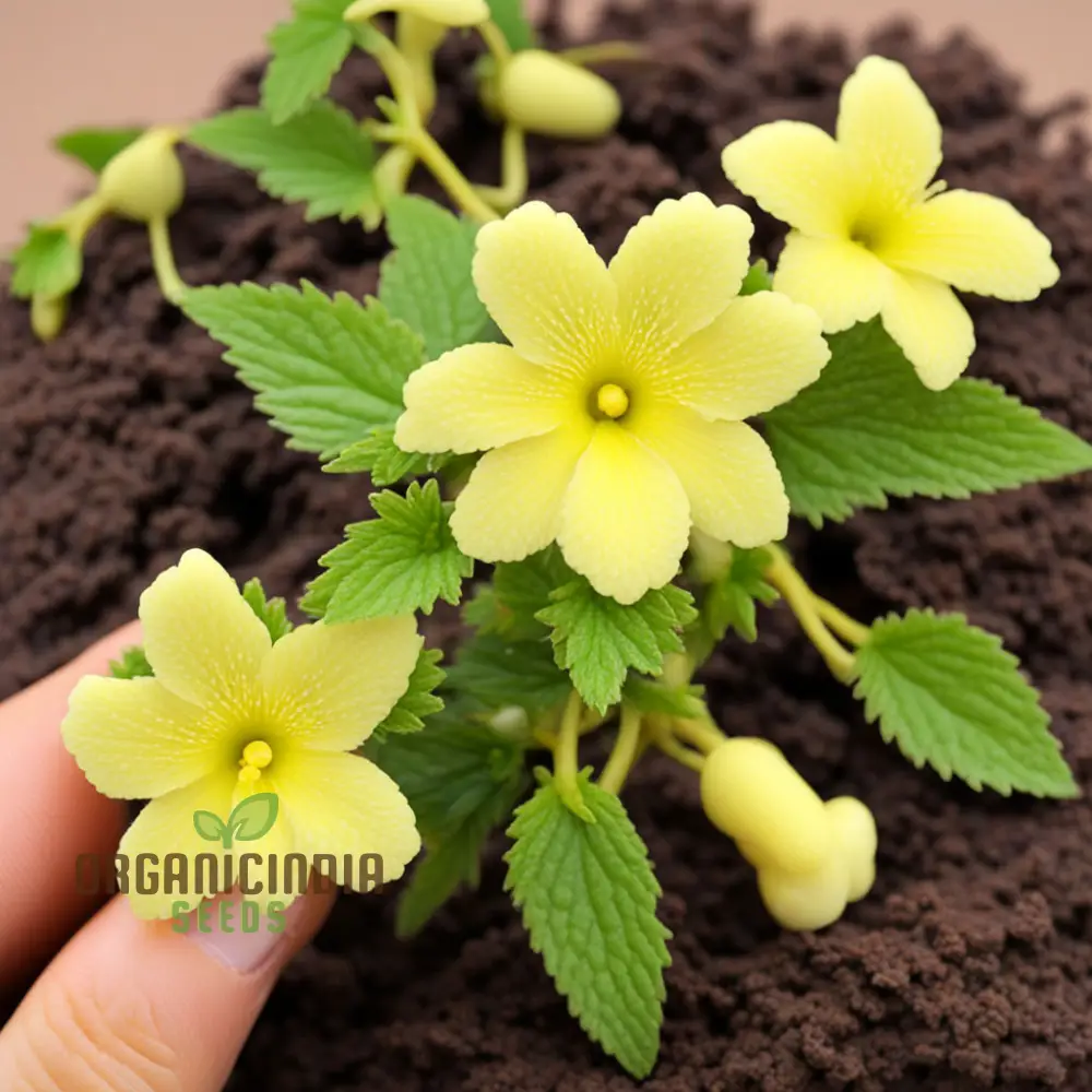 Achimenes Limoncello Flower Seeds – Bright, Cheerful Yellow Blooms for Colorful Home Gardens, Pots & Decorative Outdoor Spaces