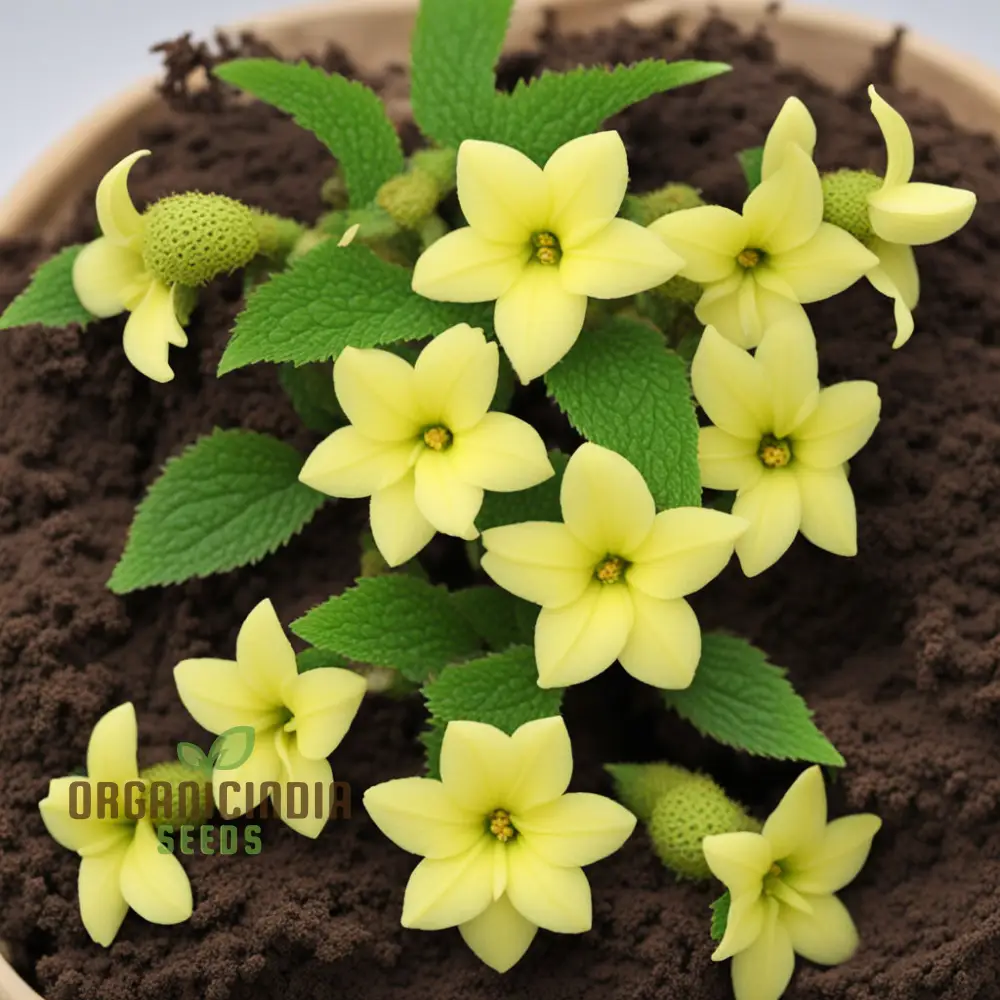 Achimenes Limoncello Flower Seeds – Bright, Cheerful Yellow Blooms for Colorful Home Gardens, Pots & Decorative Outdoor Spaces - Image 3