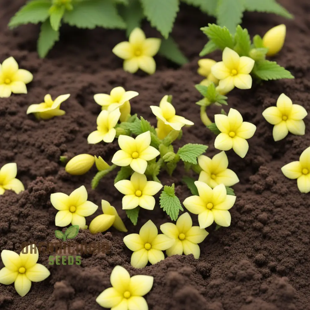 Achimenes Limoncello Flower Seeds – Bright, Cheerful Yellow Blooms for Colorful Home Gardens, Pots & Decorative Outdoor Spaces - Image 4