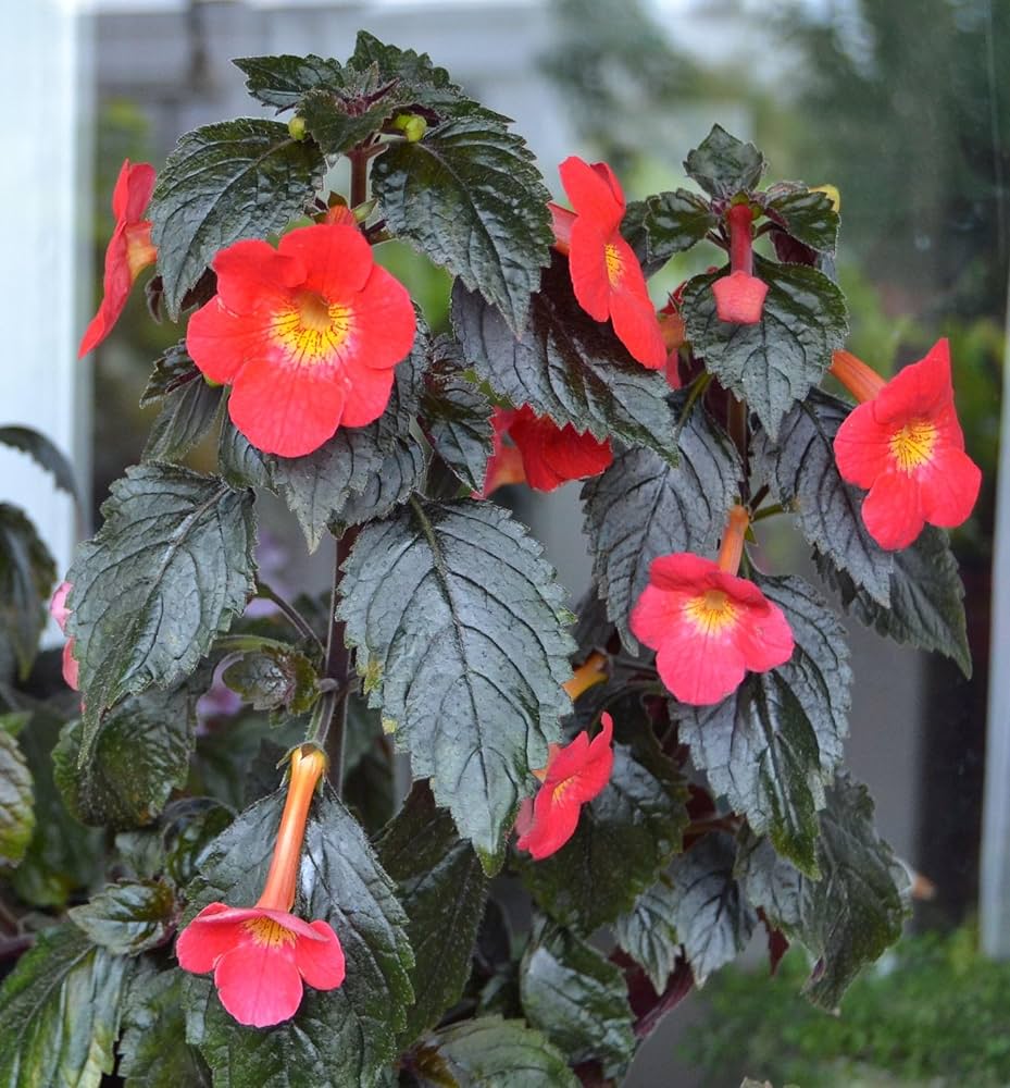 Achimenes 'S Sunburst Northwood Flower Seeds, Exquisite Blooms to Brighten Your Garden - Image 6