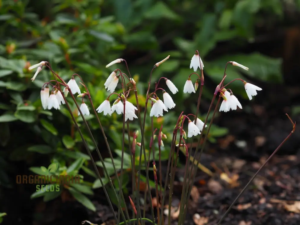 Acis Autumnalis Flower Seeds, A Delicate Autumn Charm for Your Garden