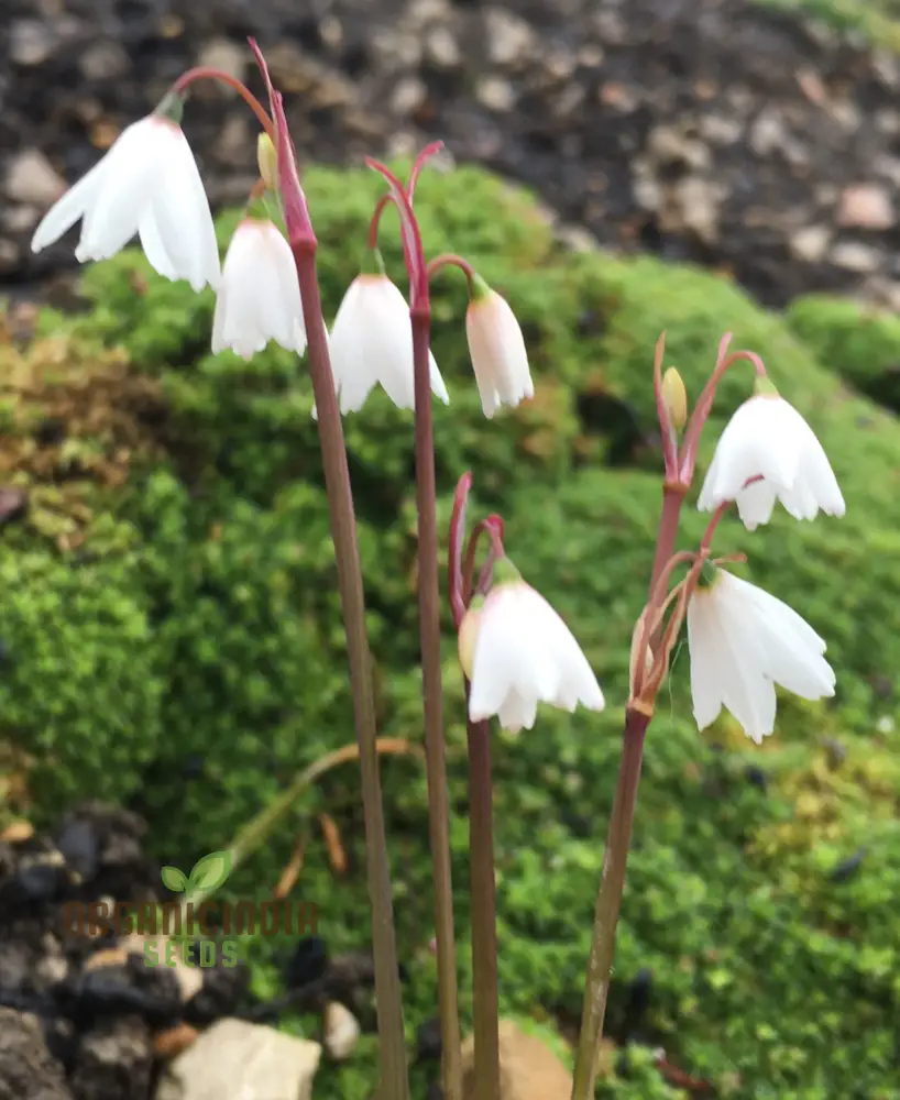 Acis Autumnalis Flower Seeds, A Delicate Autumn Charm for Your Garden - Image 3