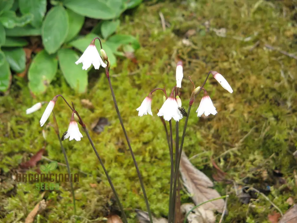 Acis Autumnalis Flower Seeds, A Delicate Autumn Charm for Your Garden - Image 4
