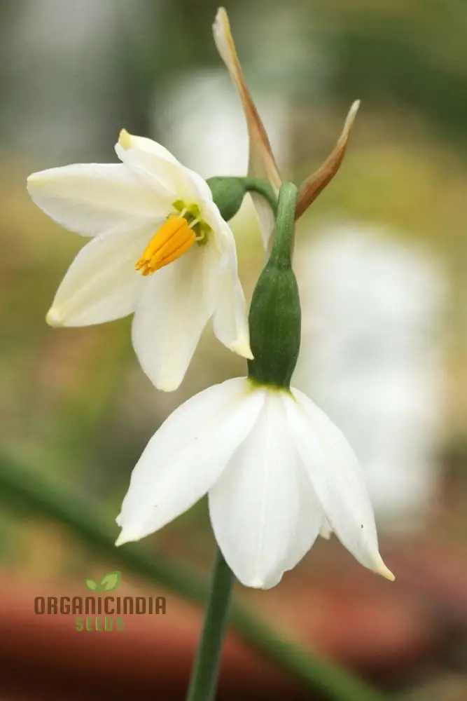 Acis Seeds (Acis nicaeensis Flower Seeds) - Elegant White Blooms for Garden Landscapes
