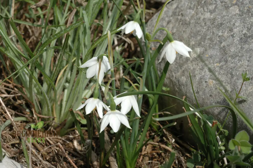 Acis Seeds (Acis nicaeensis Flower Seeds) - Elegant White Blooms for Garden Landscapes - Image 3