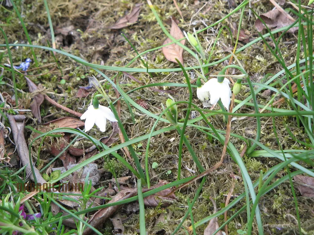 Acis Seeds (Acis nicaeensis Flower Seeds) - Elegant White Blooms for Garden Landscapes - Image 4