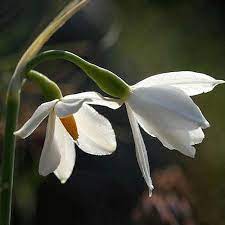 Acis Seeds (Acis nicaeensis Flower Seeds) - Elegant White Blooms for Garden Landscapes - Image 5