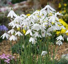 Acis Seeds (Acis nicaeensis Flower Seeds) - Elegant White Blooms for Garden Landscapes - Image 6