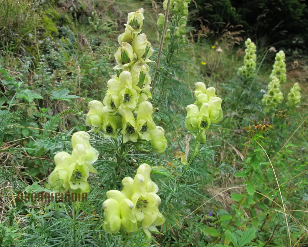 Aconitum Anthora Seeds, A Stunning Addition to Your Garden For Planting